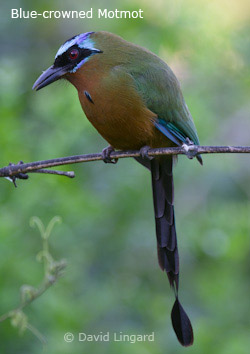 Blue-crowned Motmot