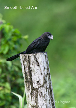 Smooth-billed Ani