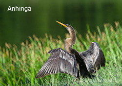 Anhinga