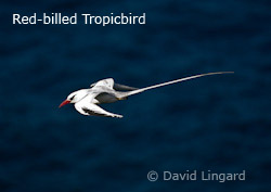 Red-billed Tropicbird