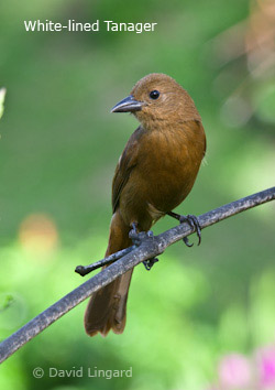 White-lined Tanager