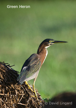 Green Heron