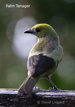 Palm Tanager