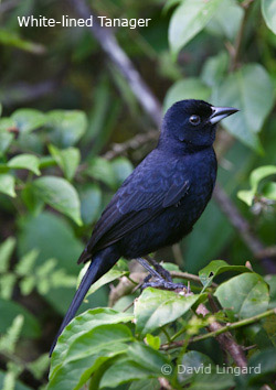 White-lined Tanager