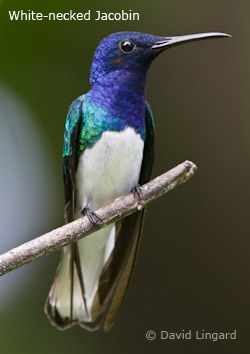 White-necked Jacobin