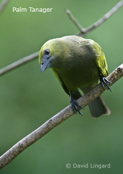 Palm Tanager