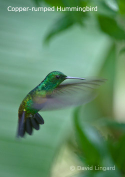 Copper-rumped Hummingbird