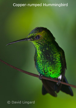 Copper-rumped Hummingbird