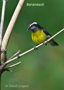 Bananaquit