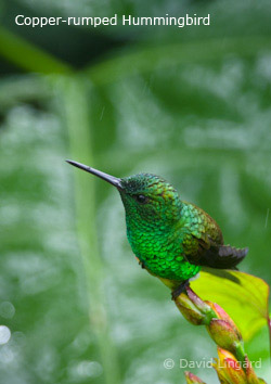 Copper-rumped Hummingbird