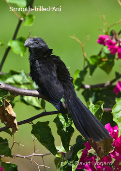 Smooth-billed Ani