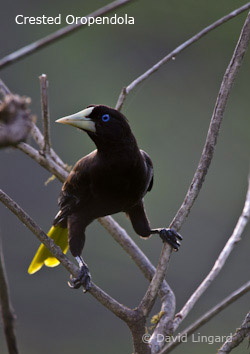 Crested Oropendola