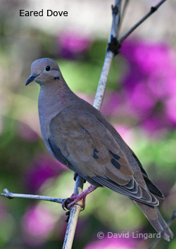 Eared Dove