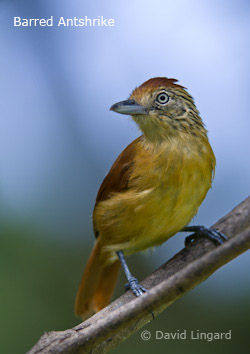 Barred Antshrike