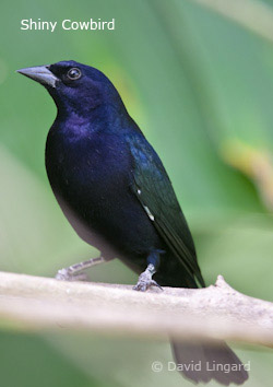 Shiny Cowbird