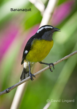 Bananaquit