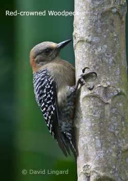 Red-crowned Woodpecker