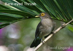 Bare-eyed Thrush