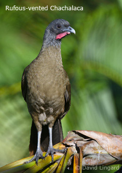 Rufous-vented Chachalaca