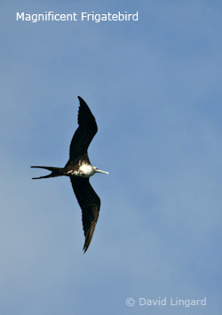 Magnificent Frigatebird