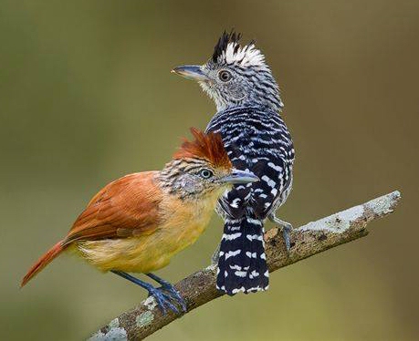 Birdwatchers Paradise!